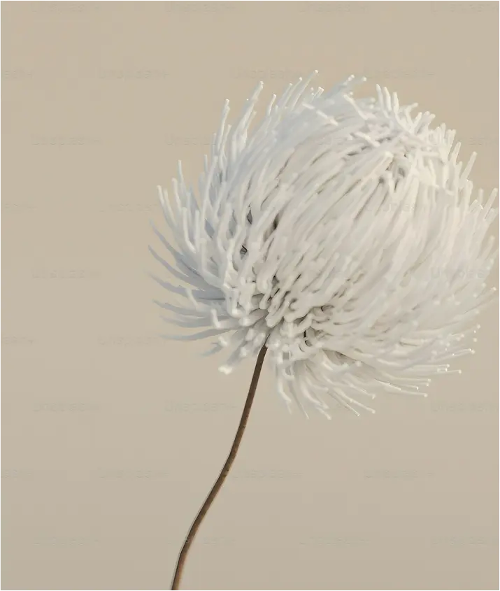 nasijward - premium egyptian cotton luxury bedding collection