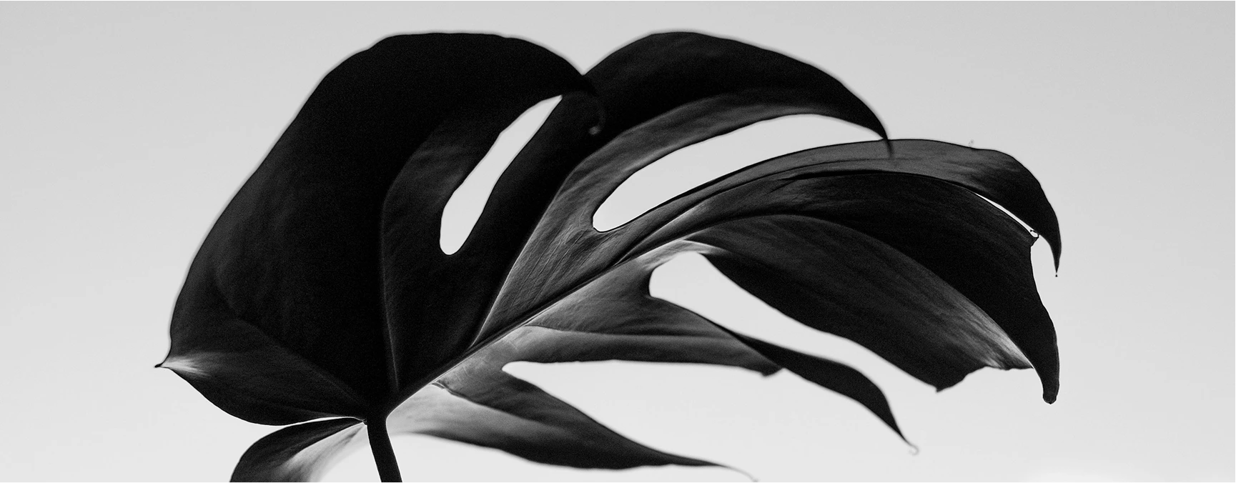 nasijward - luxury egyptian cotton bedding categories